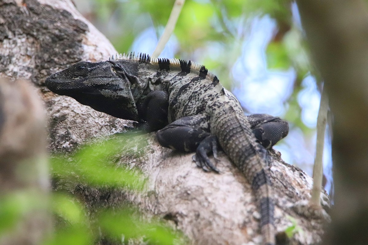 Black Spiny-tailed Iguana - ML645765976