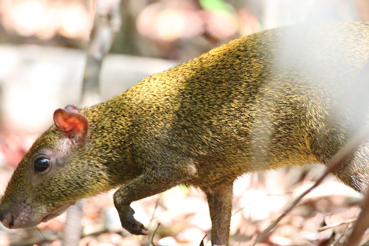 Yucatan Agouti - ML645765977