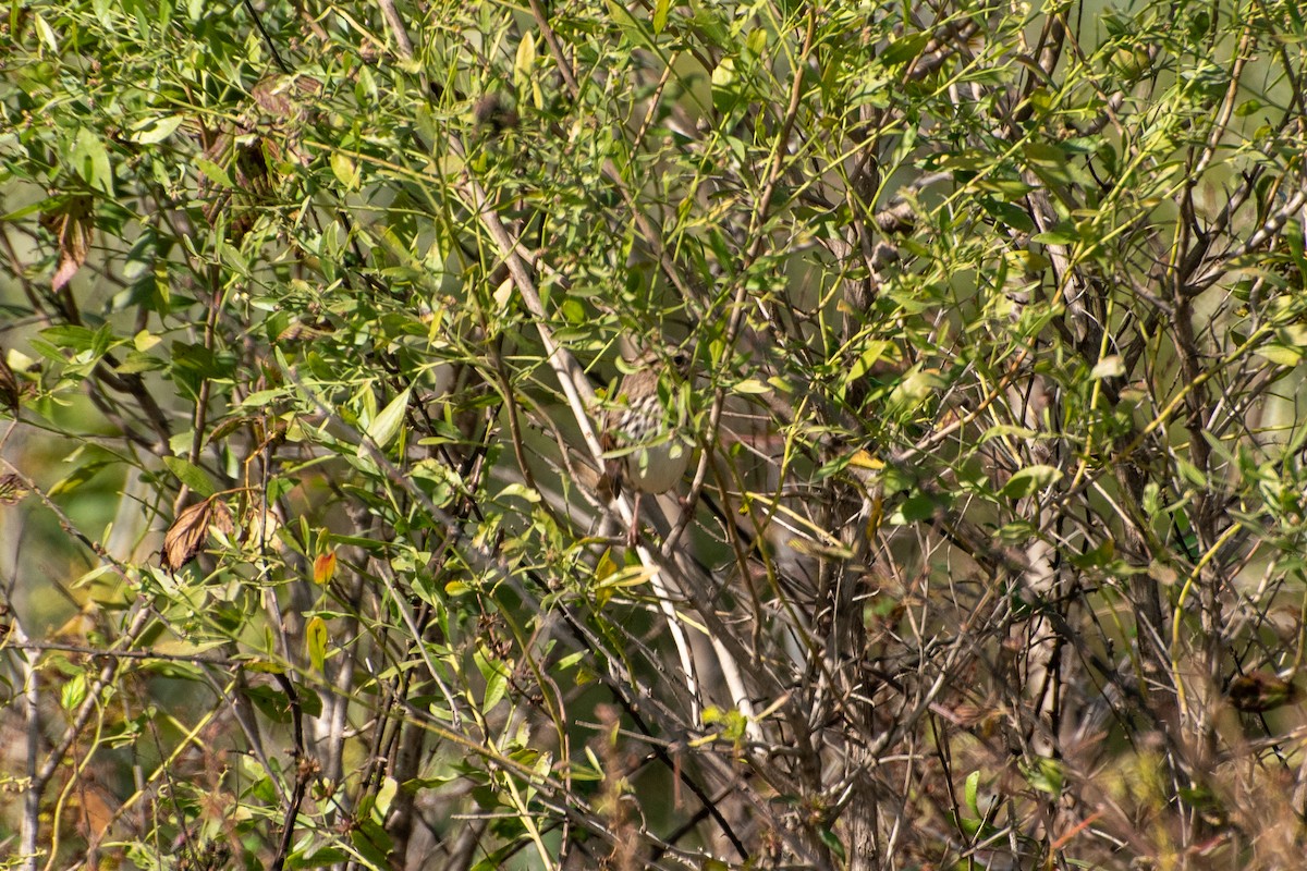 strnadec zpěvný - ML645765982