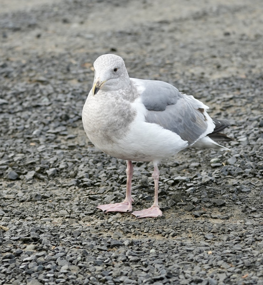 Western x Glaucous-winged Gull (hybrid) - ML645765990