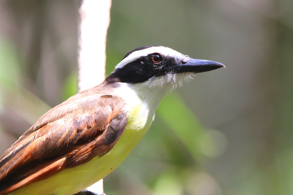 Great Kiskadee - ML645765996
