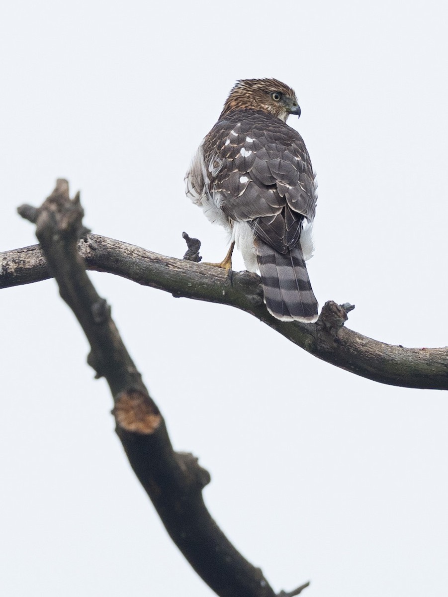 Яструб чорноголовий - ML645766000