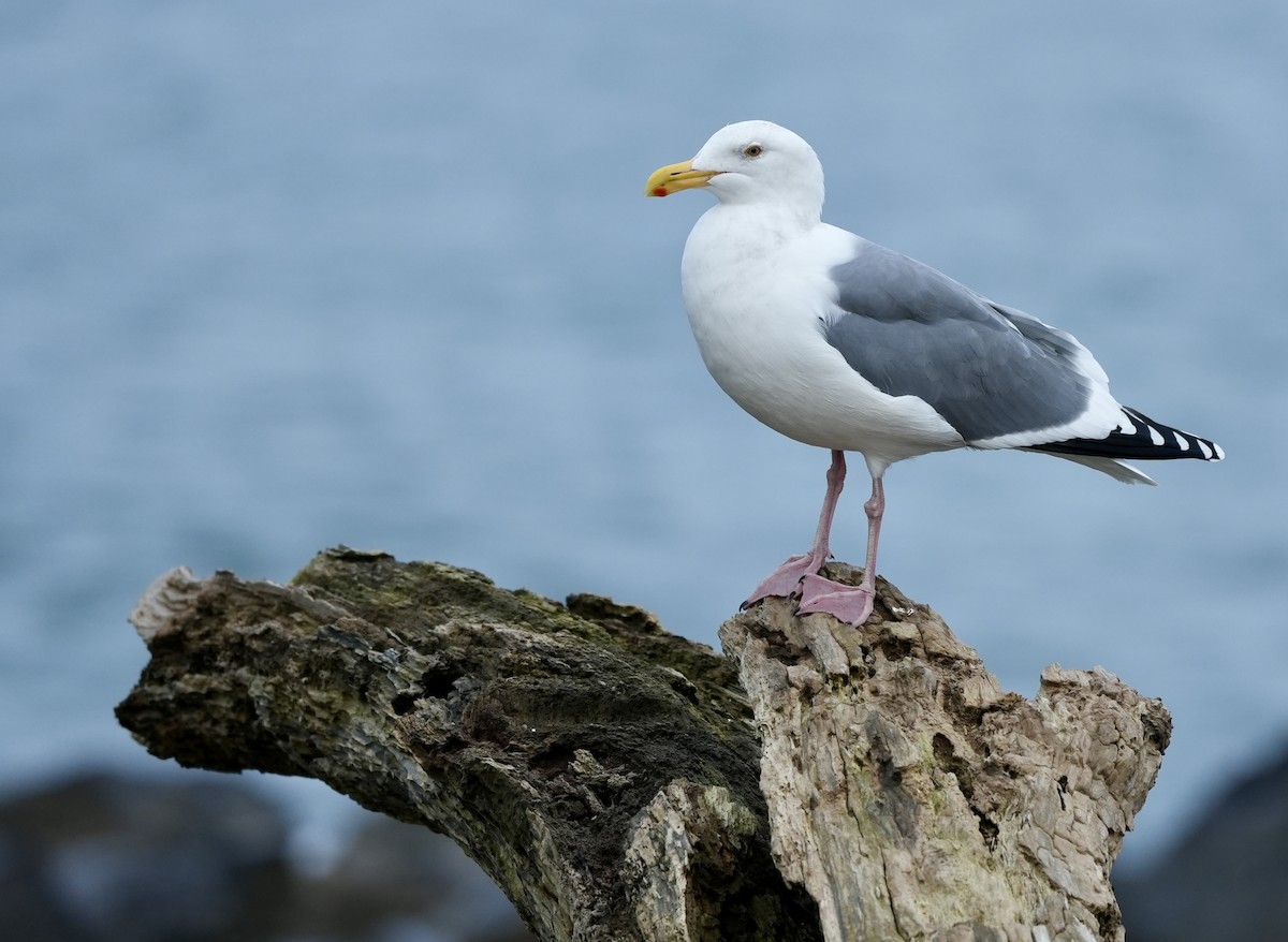 Western Gull - ML645766002