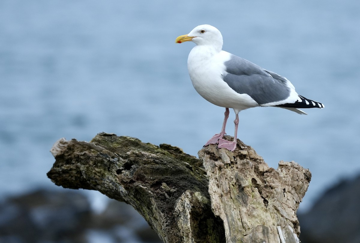 Western Gull - ML645766003