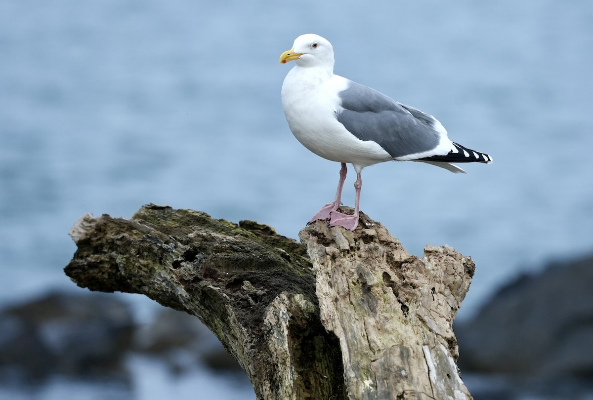 Western Gull - ML645766004