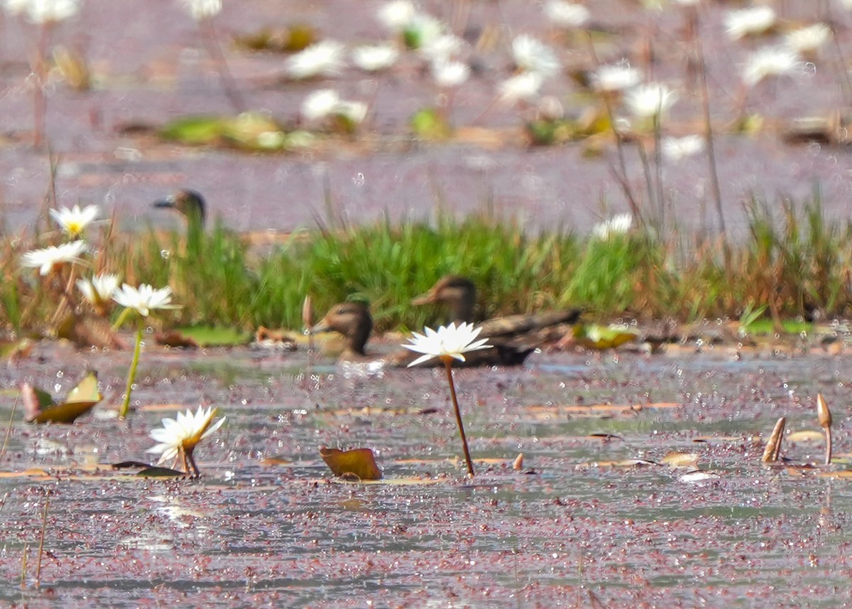 Бор нугас - ML645766007