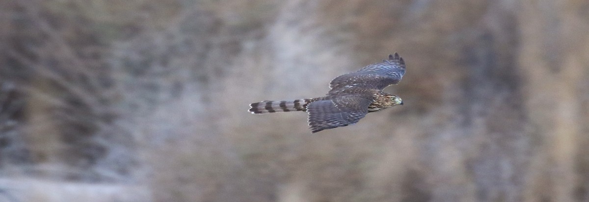 Яструб чорноголовий - ML645766009