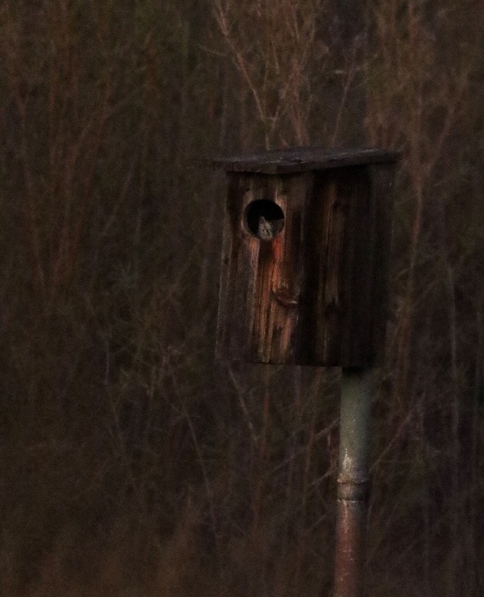 Western Screech-Owl - ML645766012