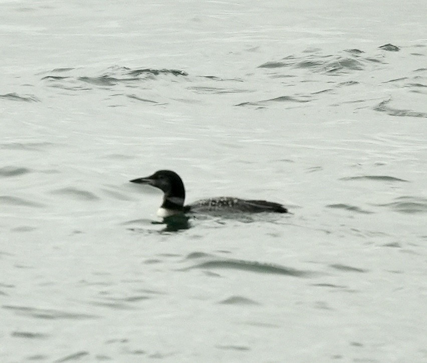 Common Loon - ML645766013