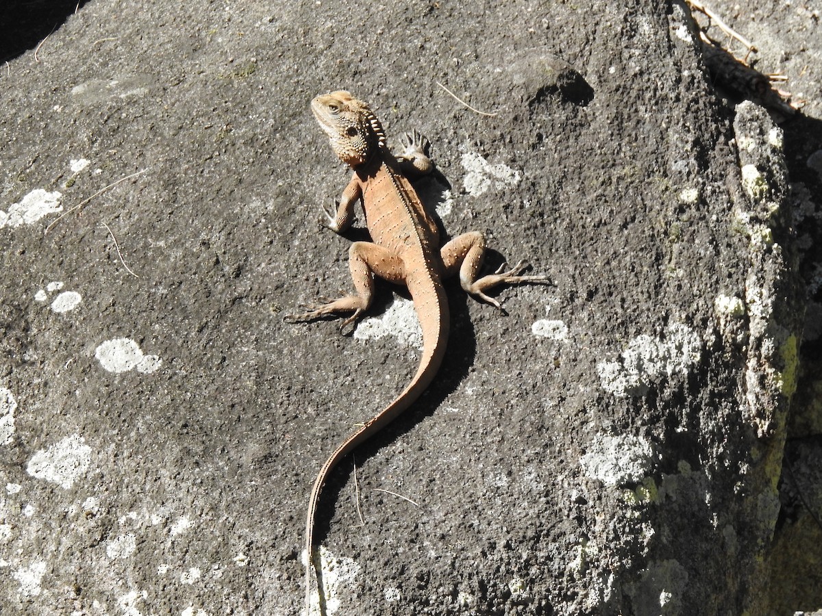 Animals - ML645766017