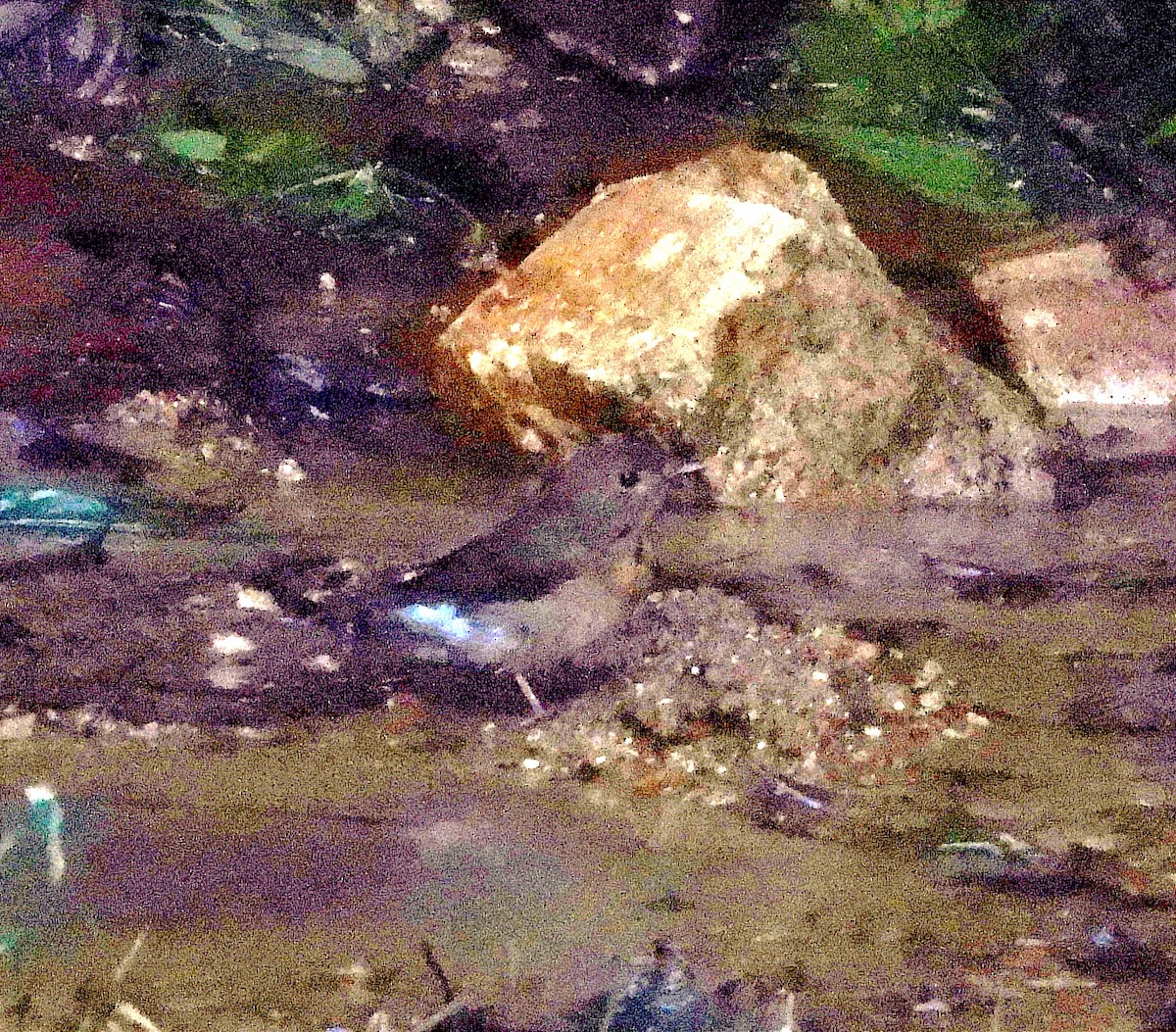 Blue-throated Flycatcher - ML645766018