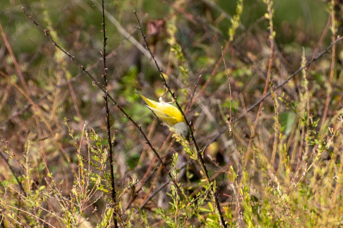 lesňáček rezavokorunkatý - ML645766023