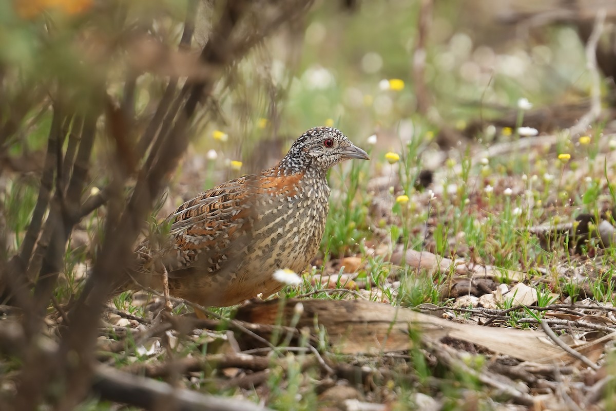 Painted Buttonquail - ML645766024