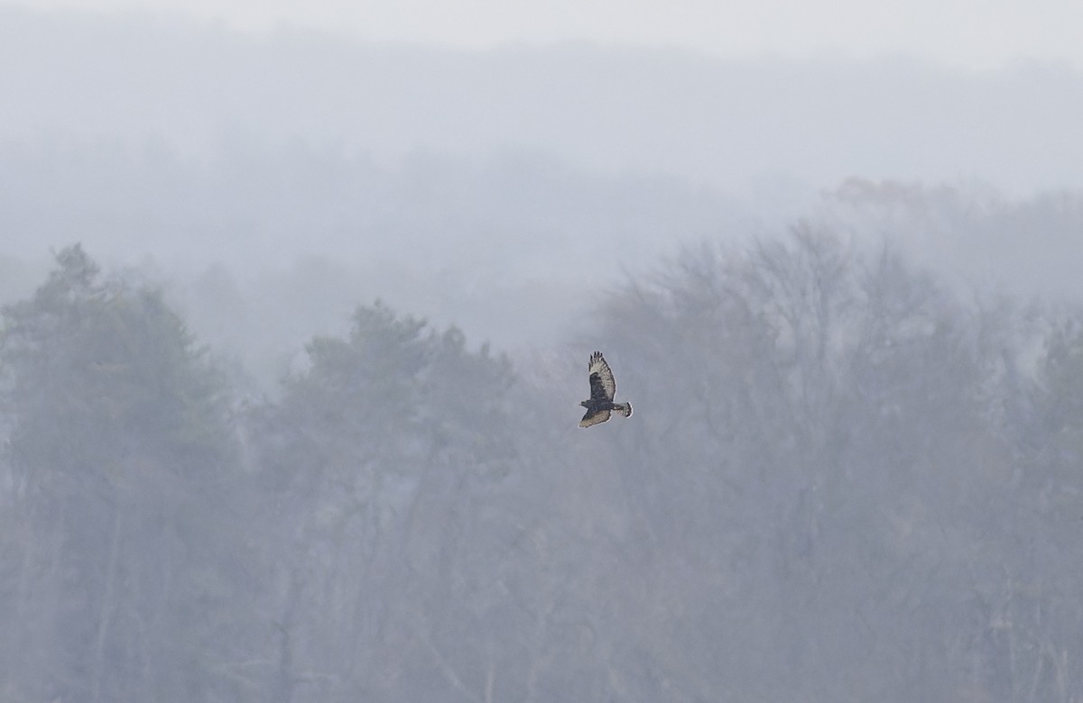 Rough-legged Hawk - ML645766030