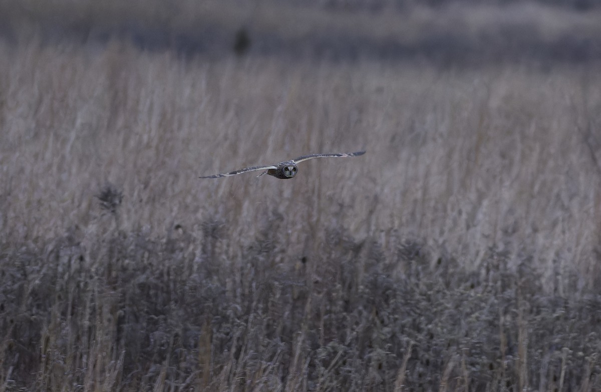 Short-eared Owl - ML645766032