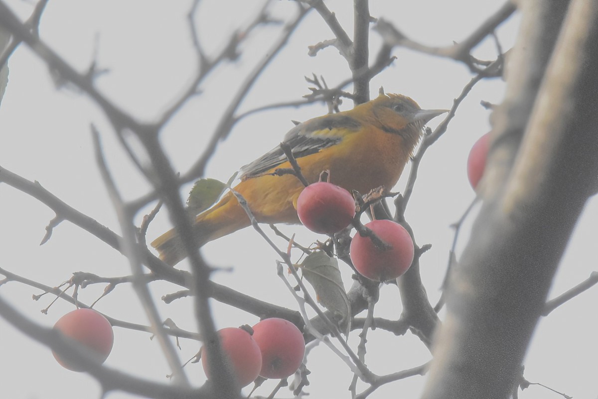 Baltimore Oriole - ML645766033