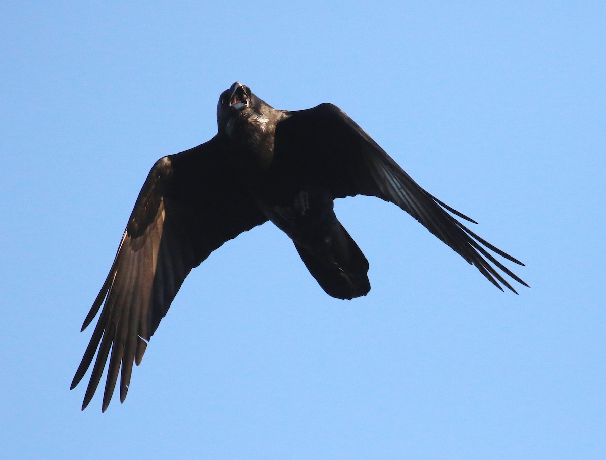 Chihuahuan Raven - ML645766039