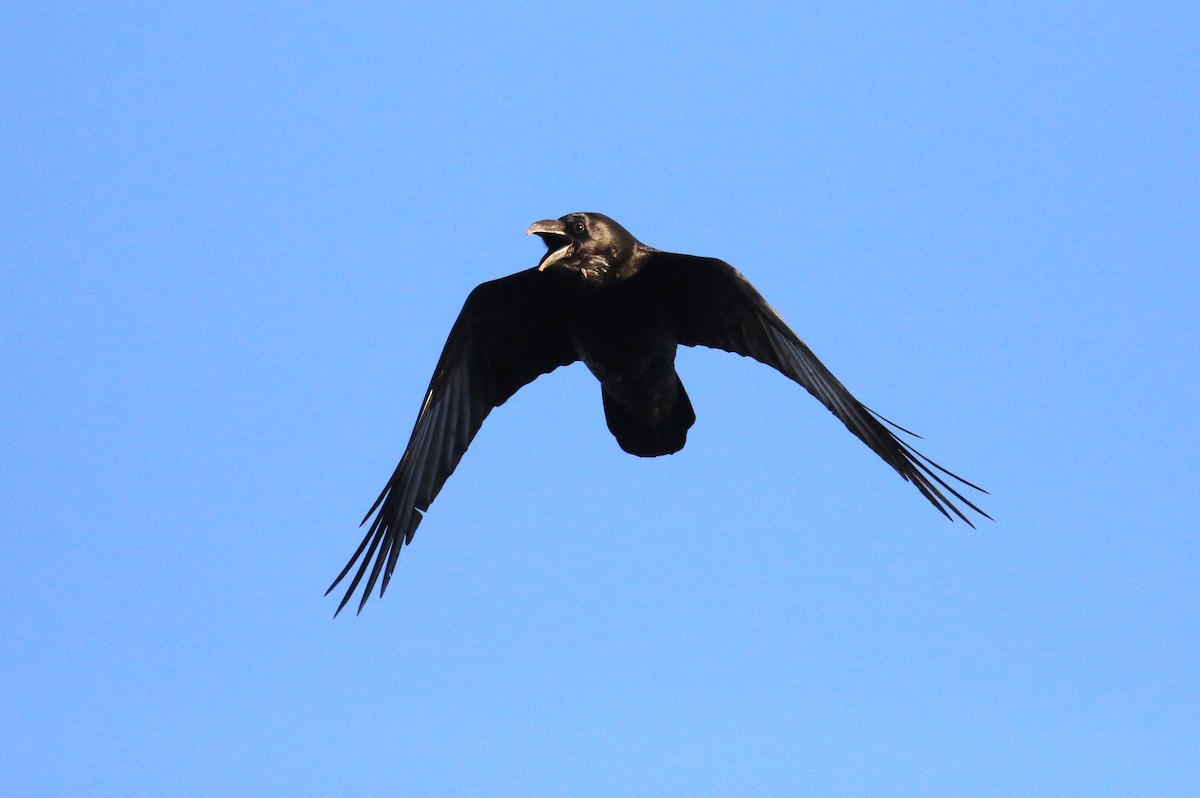 Chihuahuan Raven - ML645766040