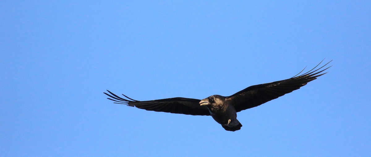 Chihuahuan Raven - ML645766041