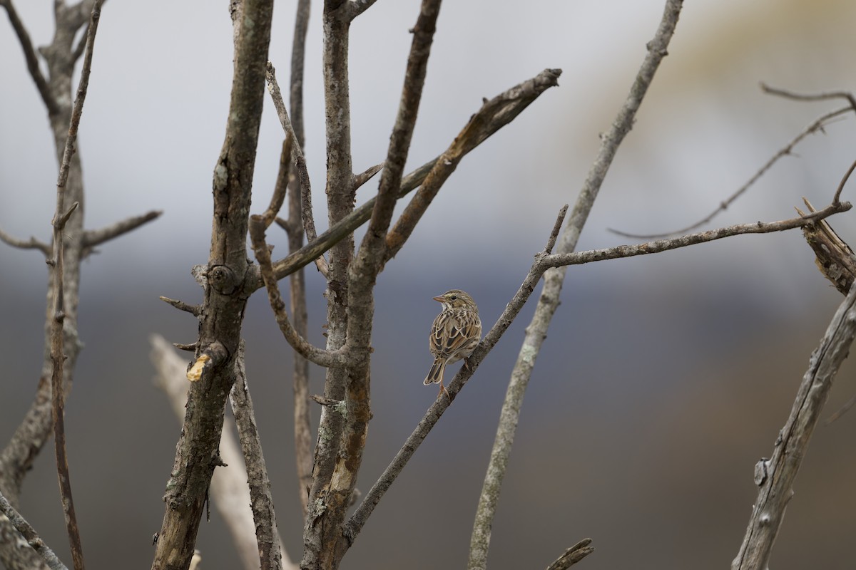 Savannah Sparrow - ML645766043