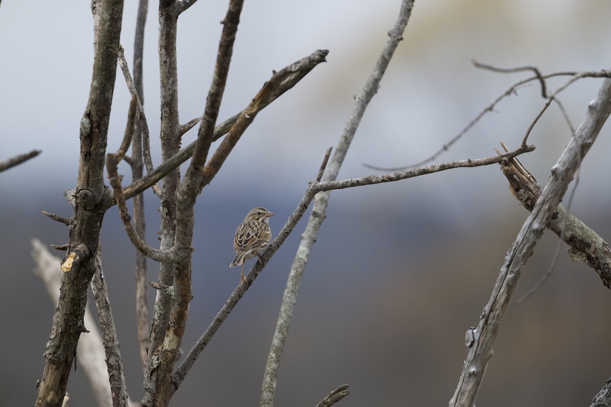 Savannah Sparrow - ML645766044