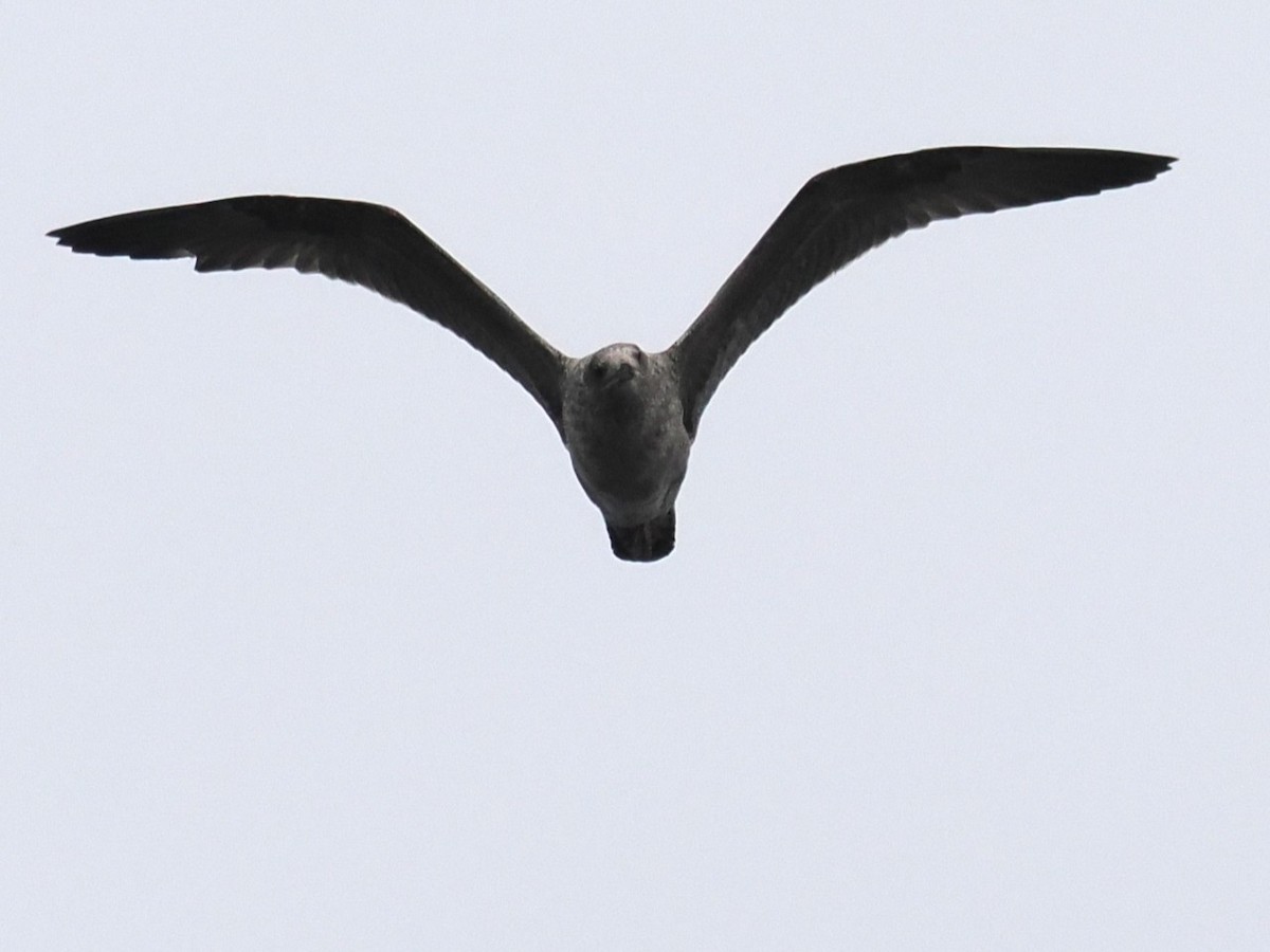 чайка sp. - ML645766051