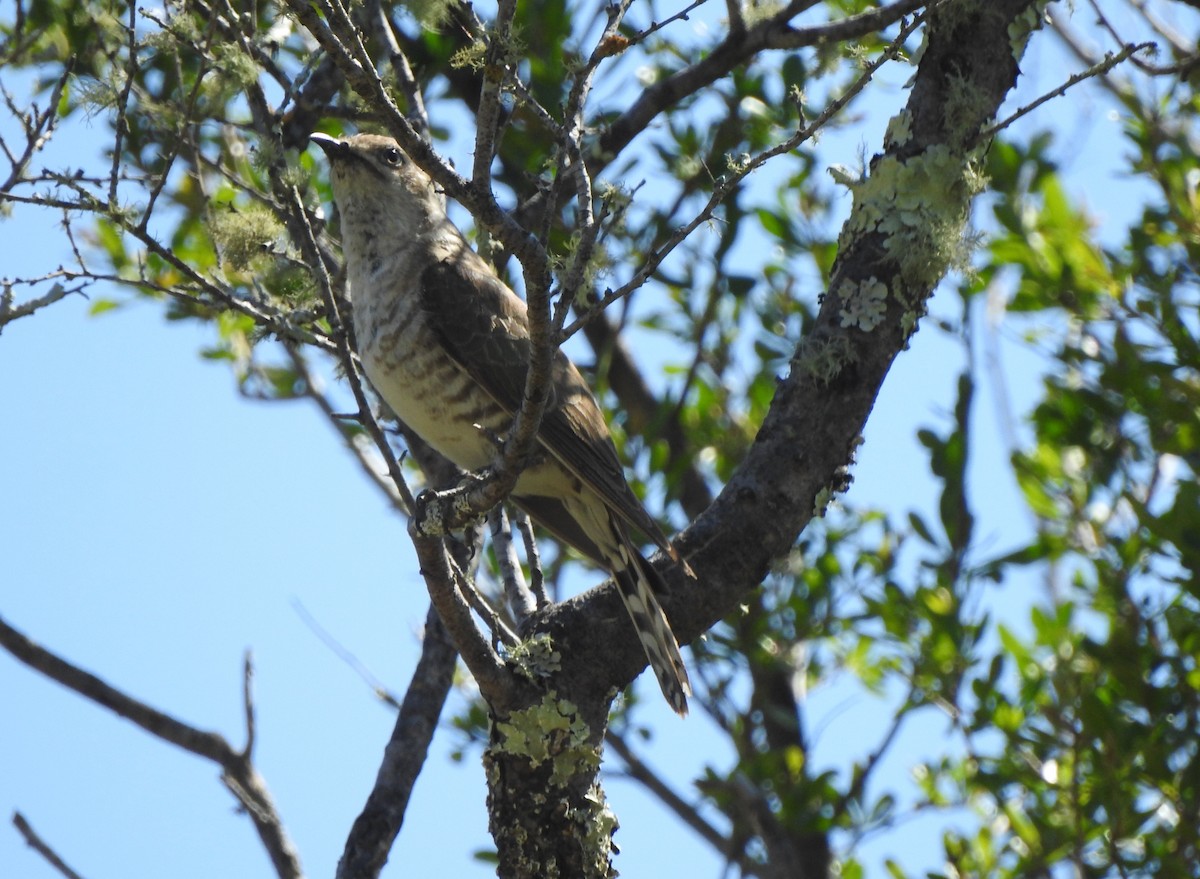Horsfield's Bronze-Cuckoo - ML645766052