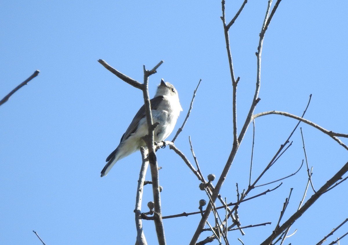 Miro enchanteur - ML645766055