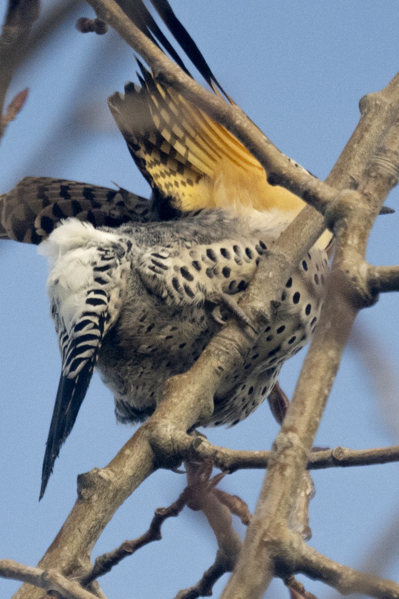 キツツキ科 - ML645766056