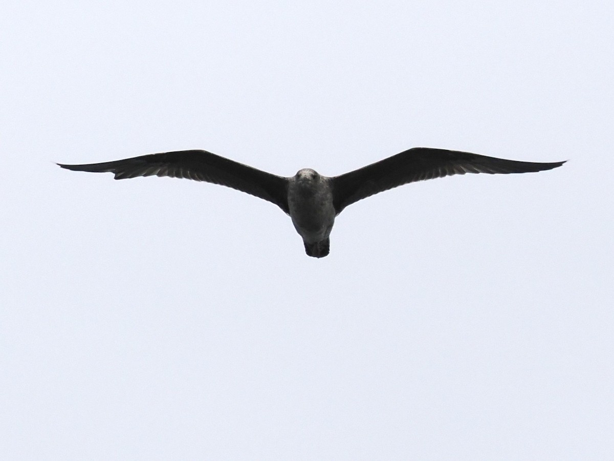 чайка sp. - ML645766057