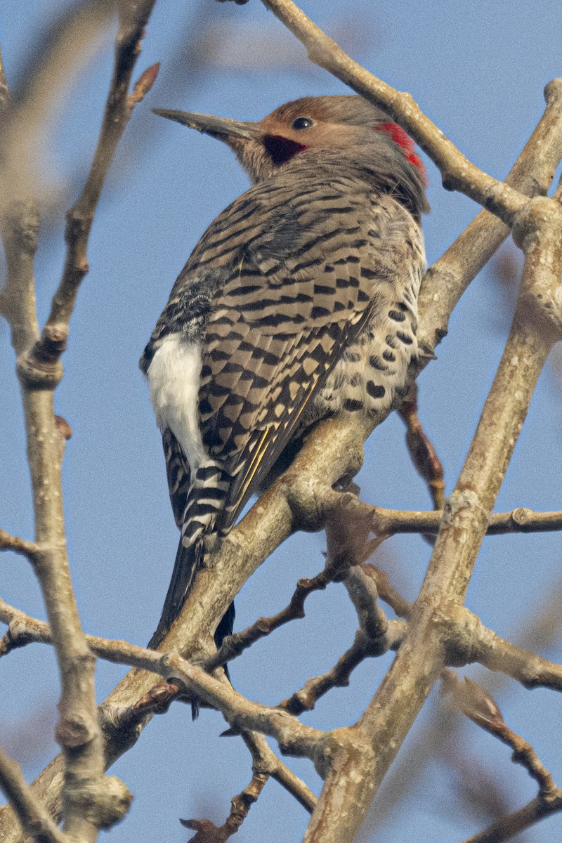 キツツキ科 - ML645766072