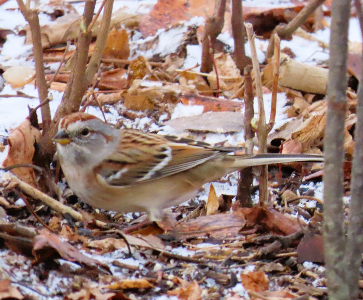 American Tree Sparrow - ML645766076