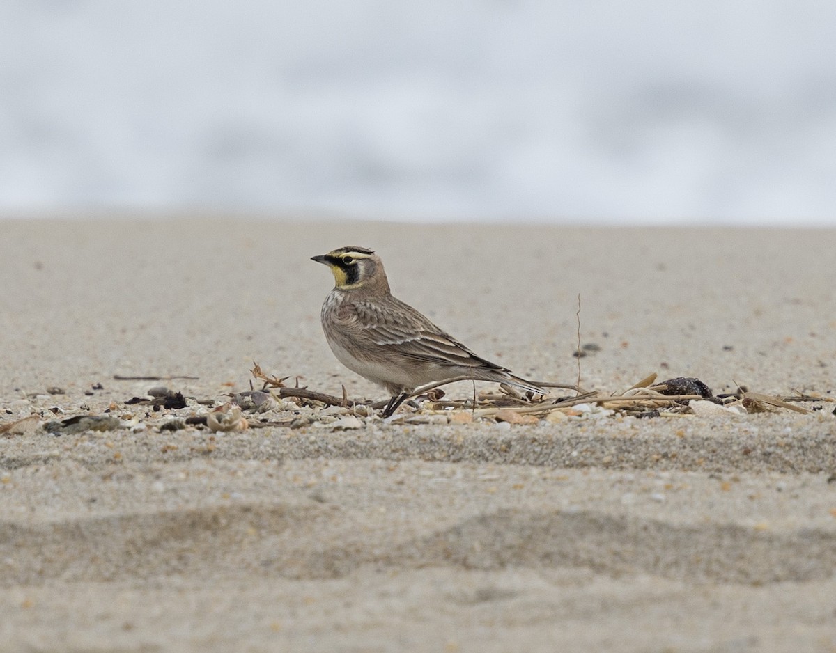 Alondra Cornuda - ML645766086