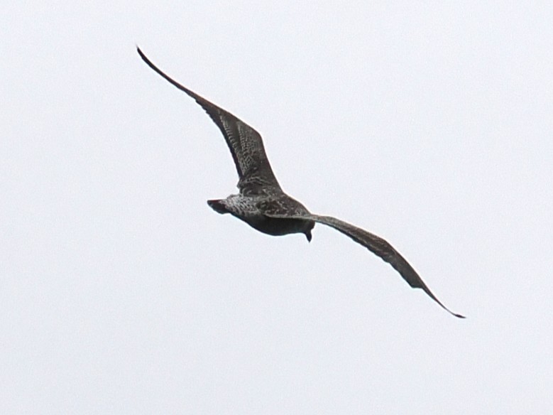 чайка sp. - ML645766087