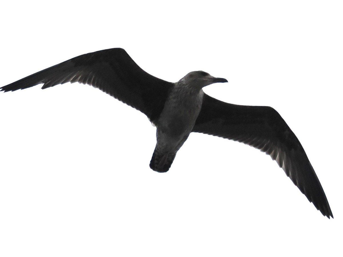 чайка sp. - ML645766092