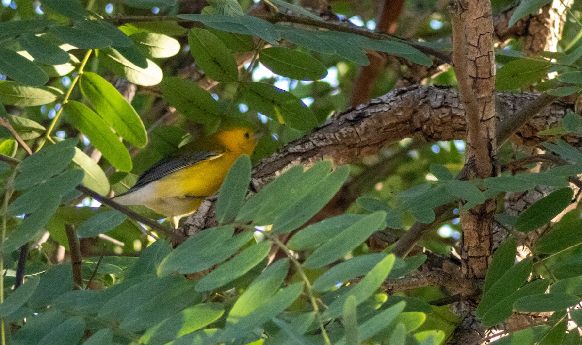 Prothonotary Warbler - ML645766093