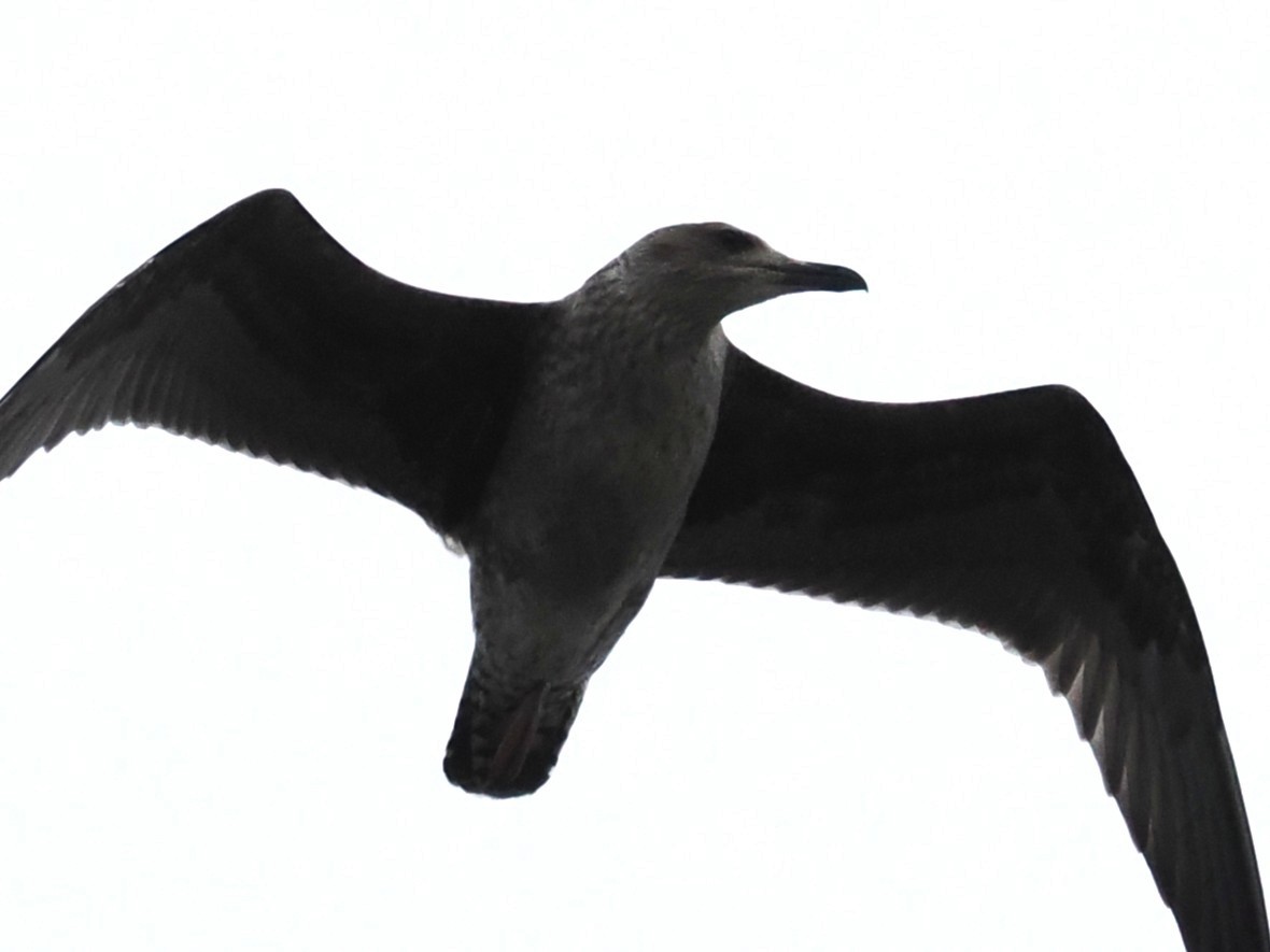 чайка sp. - ML645766096