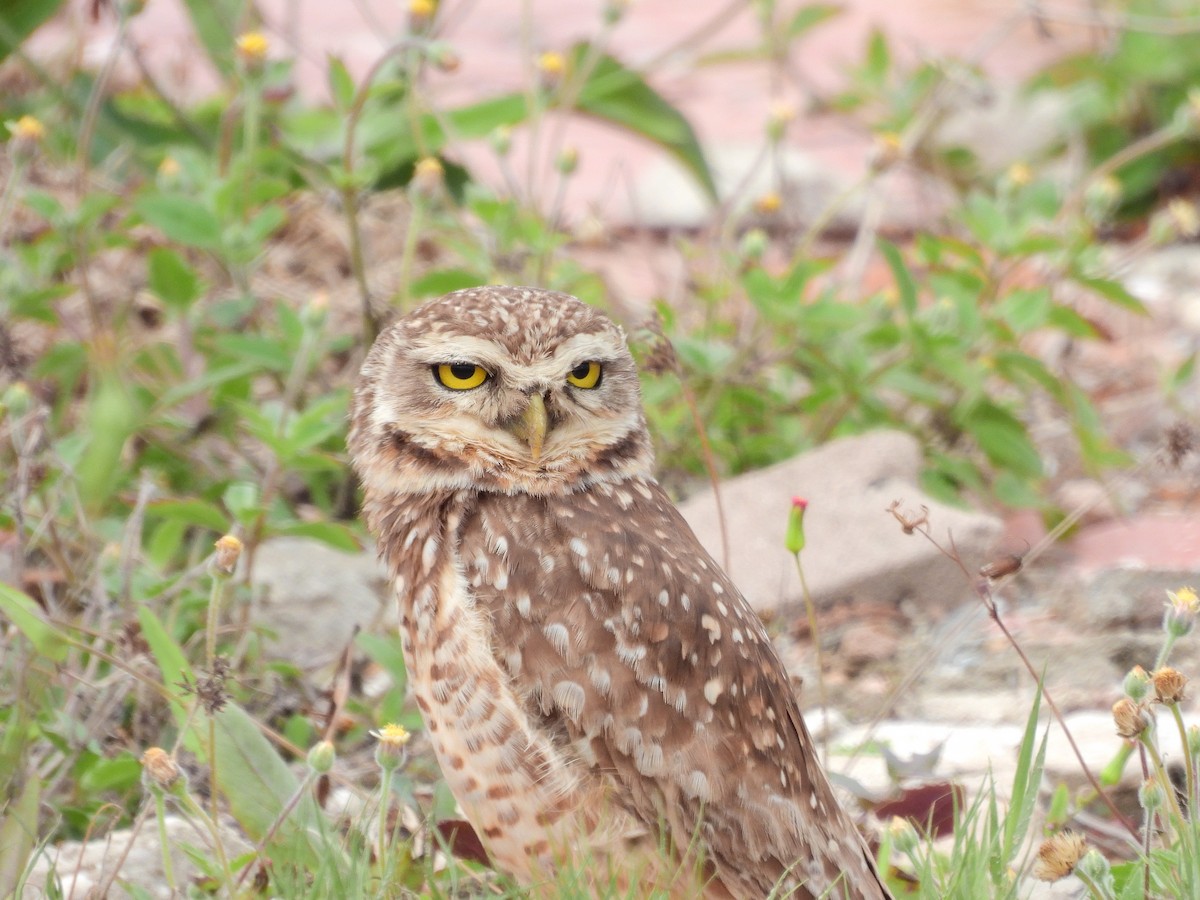 Burrowing Owl - ML645766100