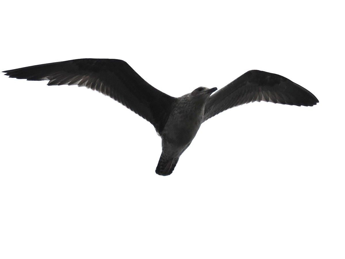 чайка sp. - ML645766107