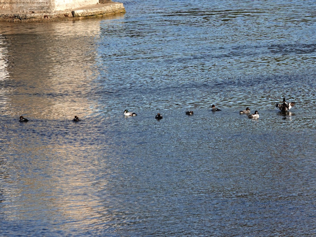 ホオジロガモ - ML645766111