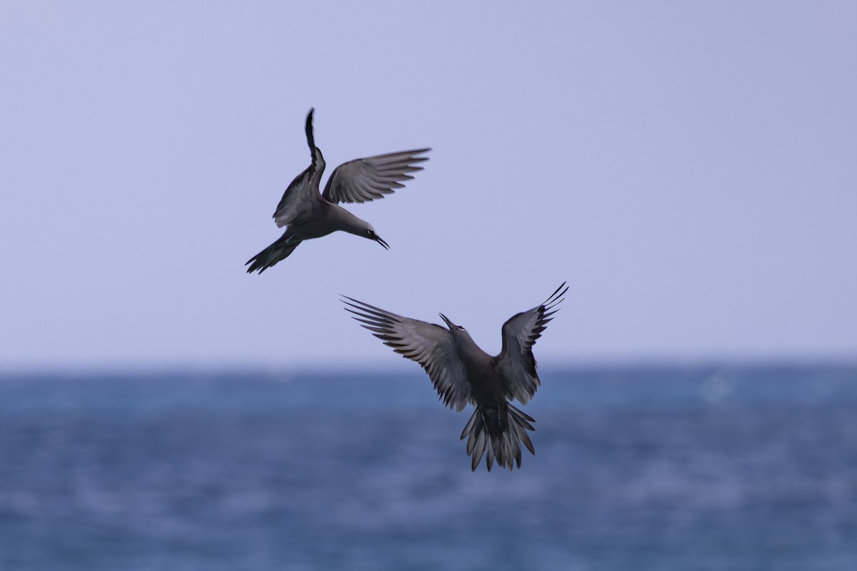 クロアジサシ - ML645766112