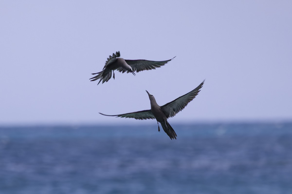 クロアジサシ - ML645766113