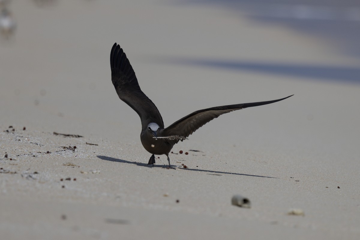 クロアジサシ - ML645766114