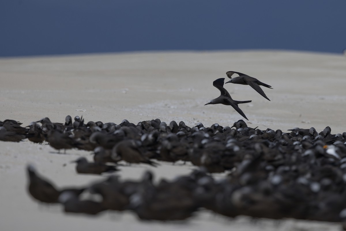 クロアジサシ - ML645766115