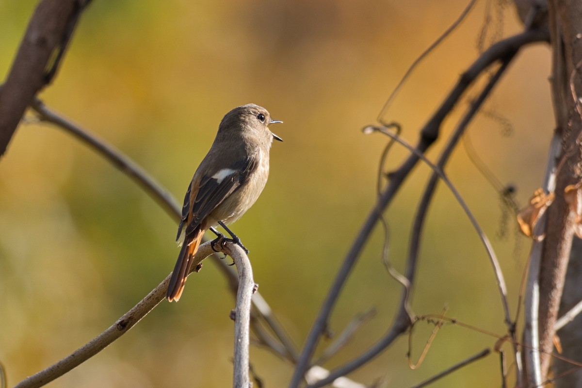 ジョウビタキ - ML645766116