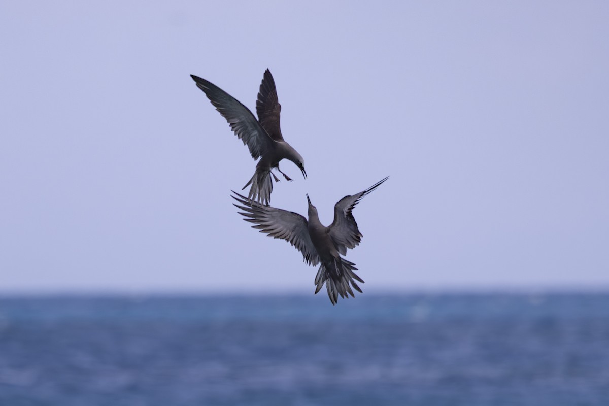 クロアジサシ - ML645766117