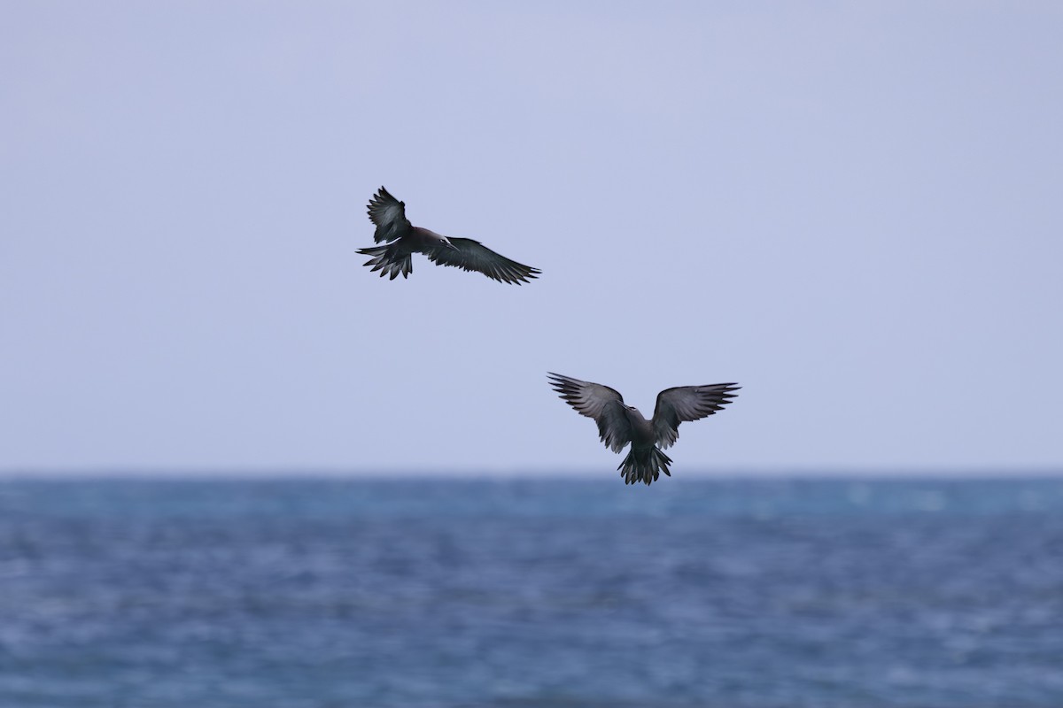 クロアジサシ - ML645766118