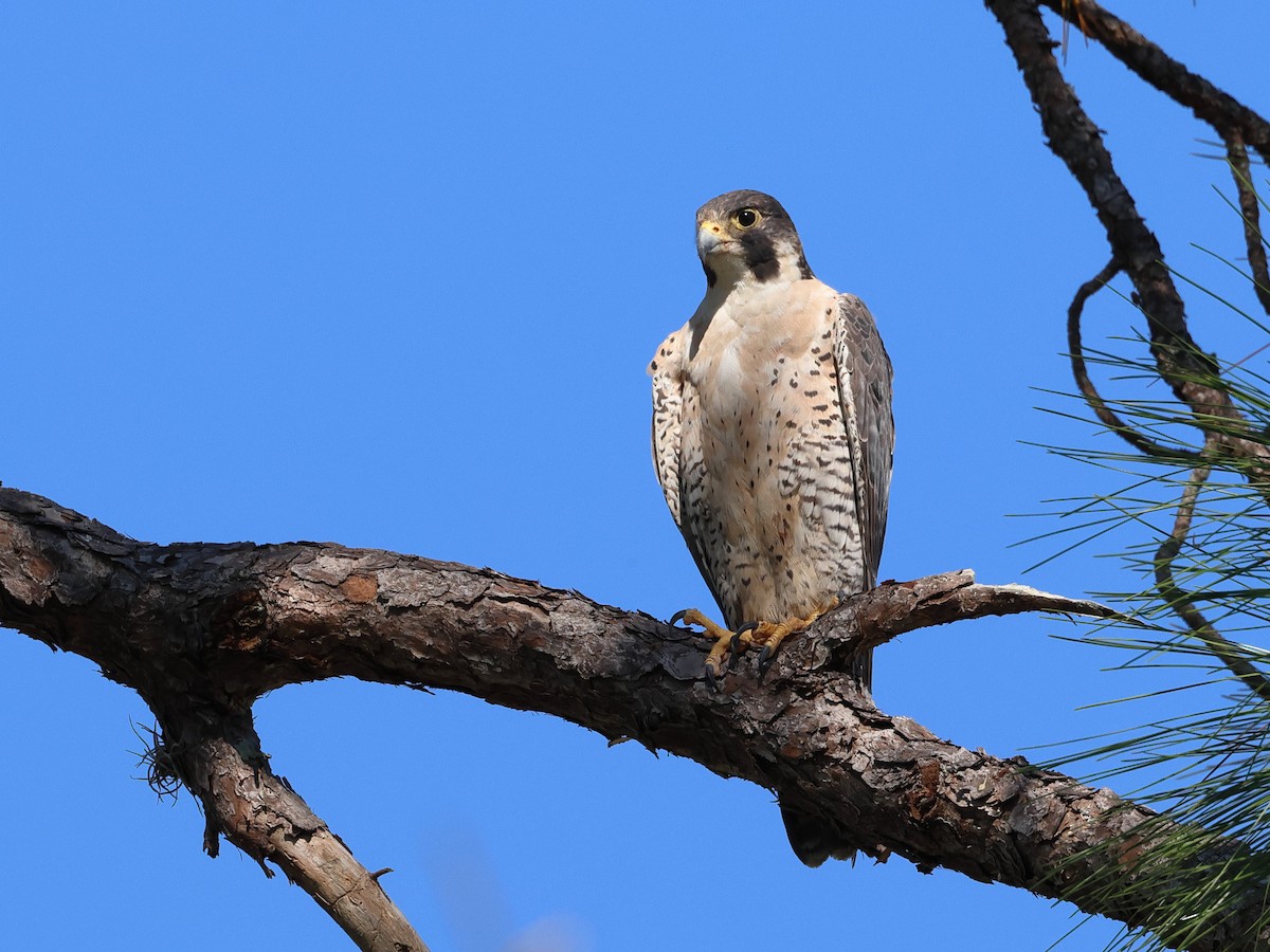 ハヤブサ - ML645766119