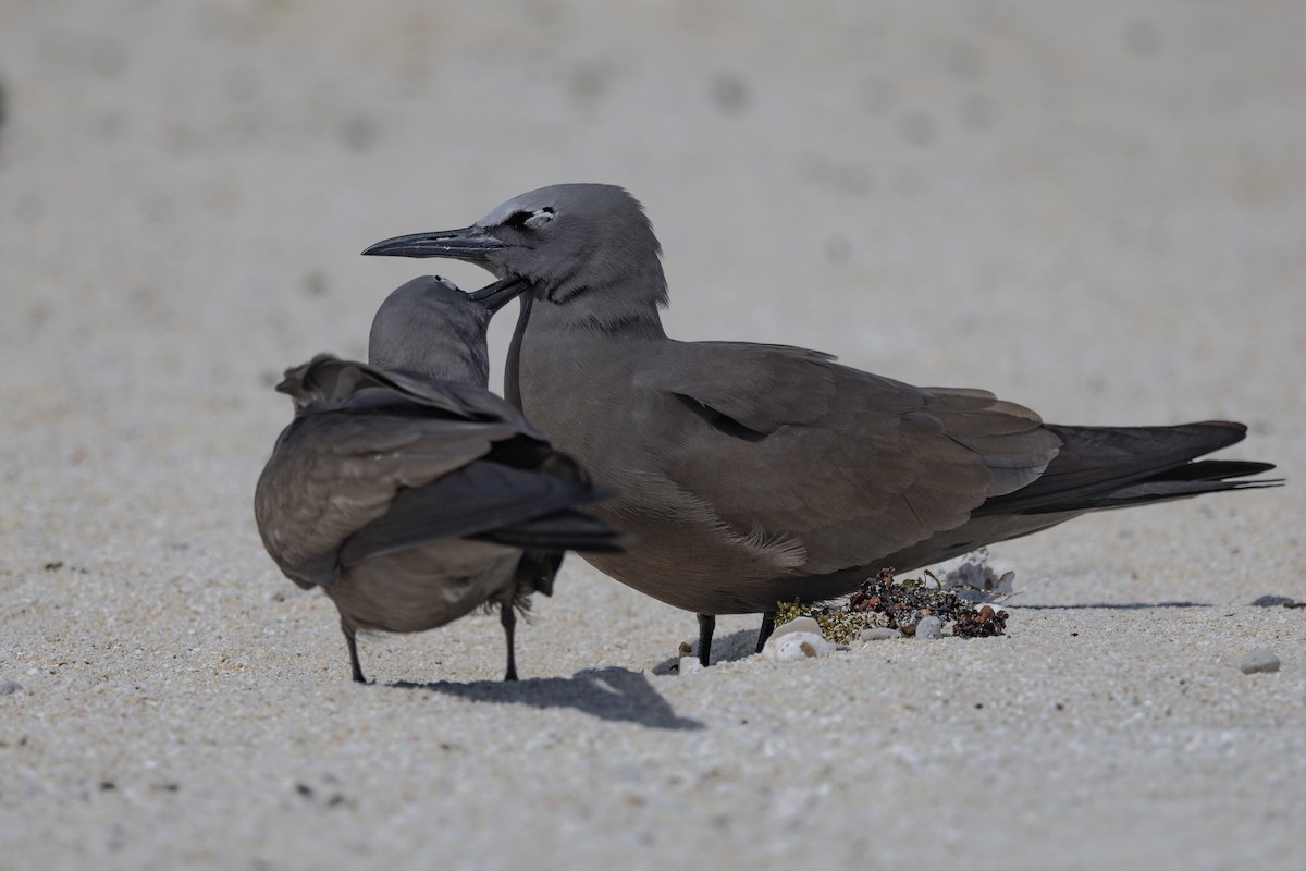 クロアジサシ - ML645766121