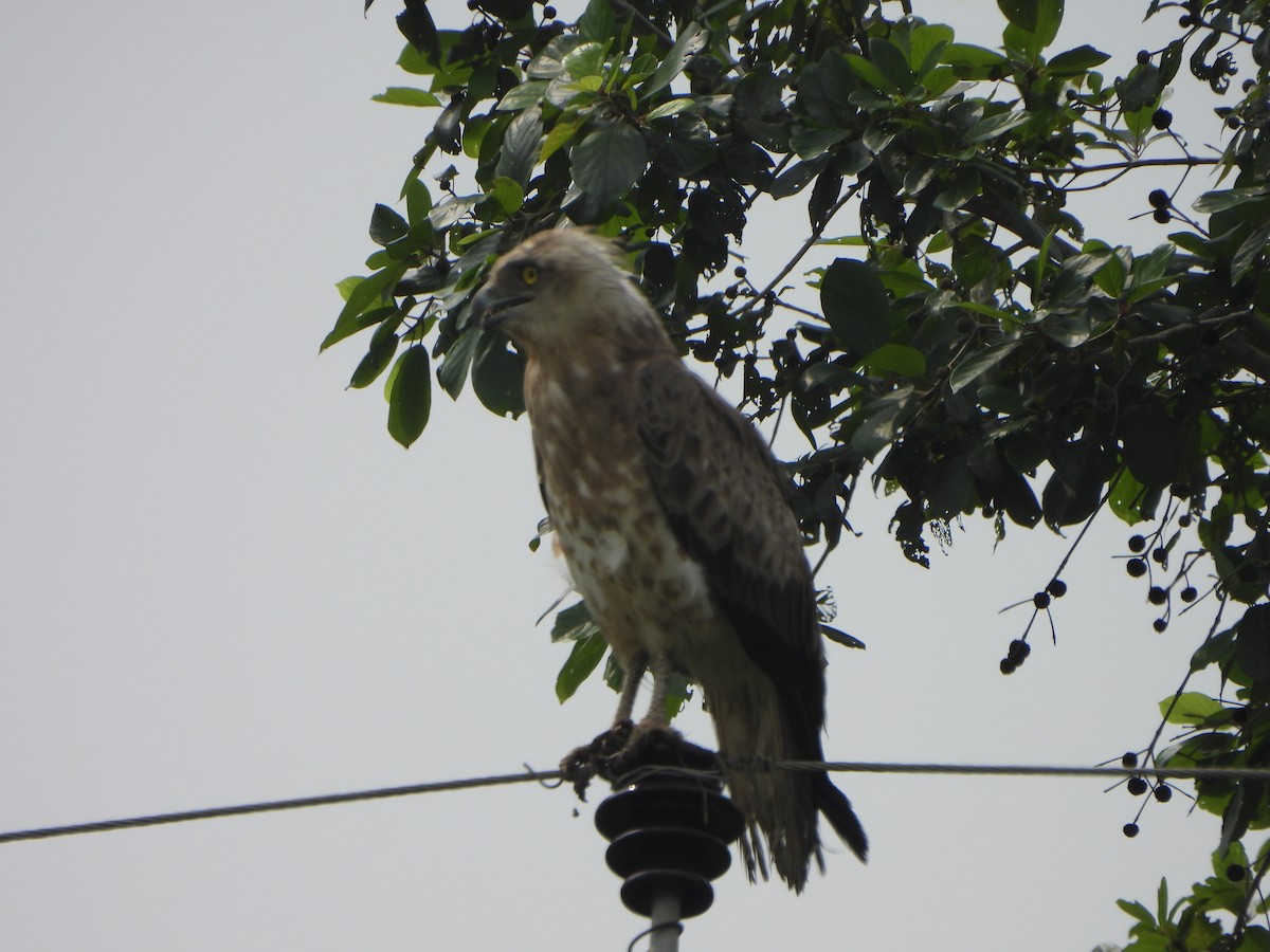 orlík krátkoprstý - ML645766122